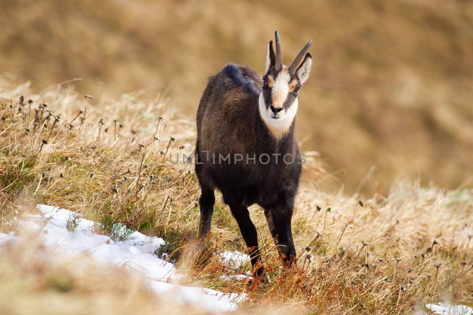 Tatra chamois, rupicapra rupicapra tatrica, standing on dry meadow in winter nature. Animal with rough horns looking to the camera on alpine mountains. Wild goat watching on grassland.