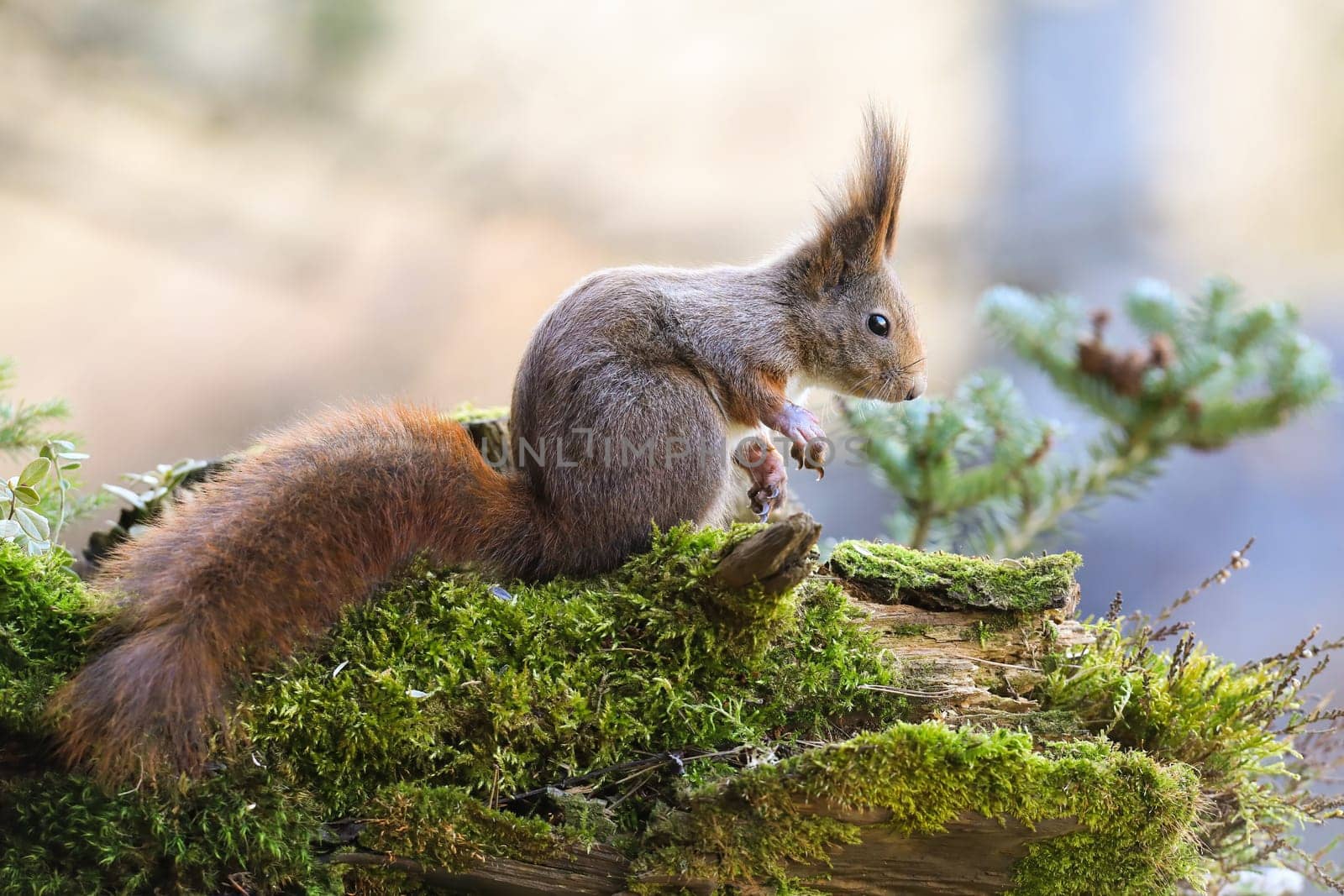 Red squirrel, sciurus vulgaris, sitting on mossy trunk in autumn nature. Red bushy animal searching for food on green stump in forest. Little mammal with fluffy tail looking down on colorful wood.