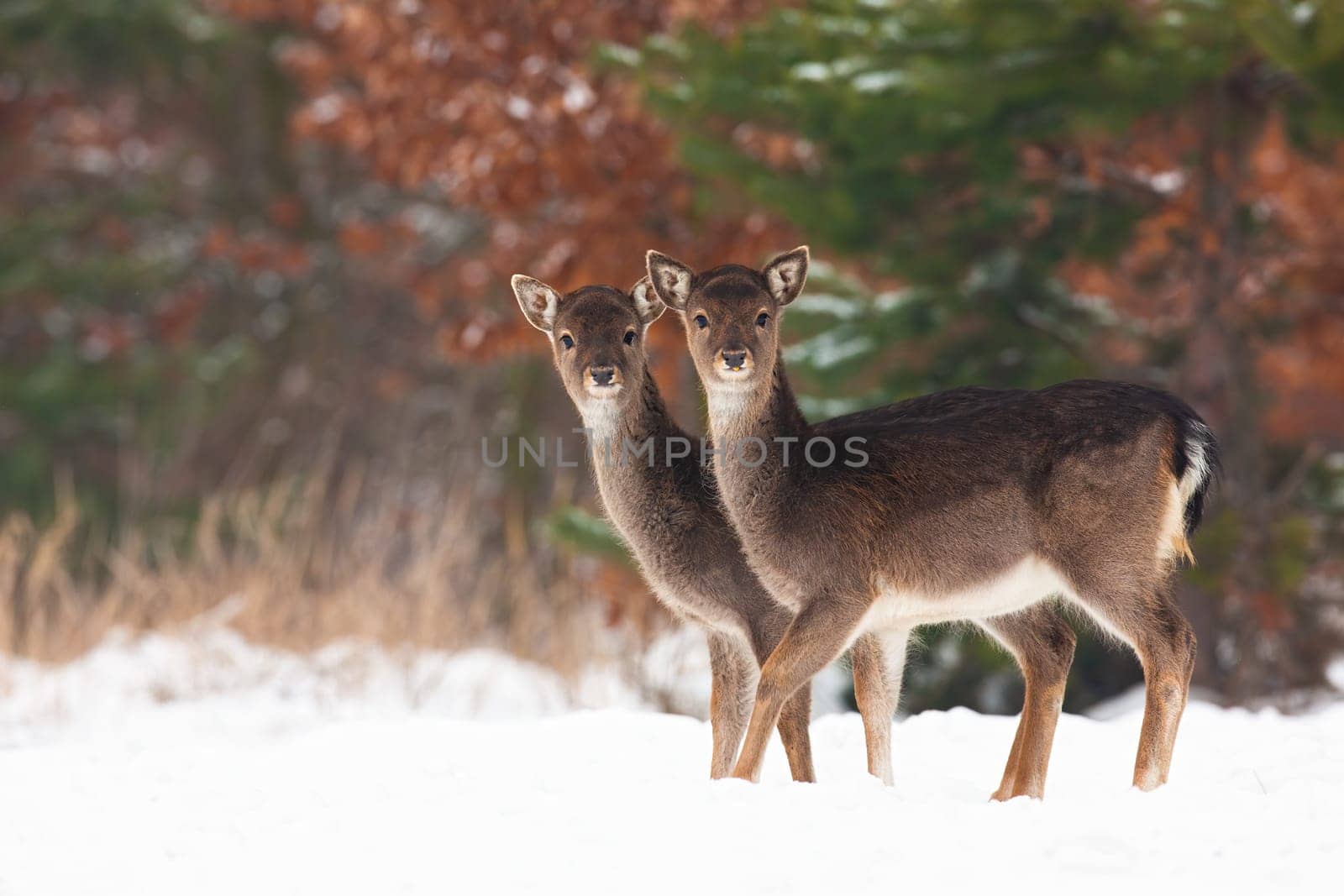 Young fallow deer, dama dama, siblings standing on field in winter. Two baby animals looking to the camera on snow. Juvenile wild mammals observing on snowy meadow.
