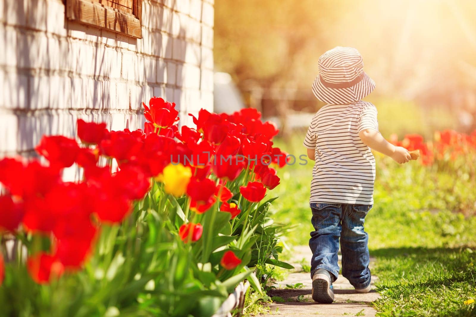Little child walking near tulips on the flower bed in beautiful spring day. happy baby boy outdoors in the garden with watering can