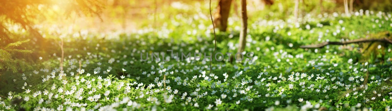 Wood with lots of white spring flowers in sunny day. Forest in springtime in wild nature with fresh new foliage