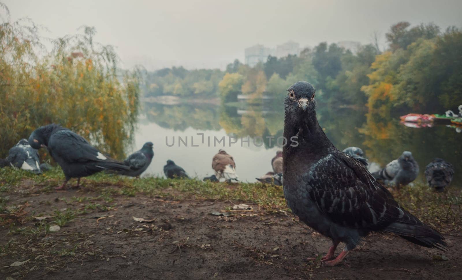 Close up portrait of a single pigeon on the ground in the autumn park. Curious bird looking attentive to camera, posing full body length. Wild dove among a flock stand together in search of food.