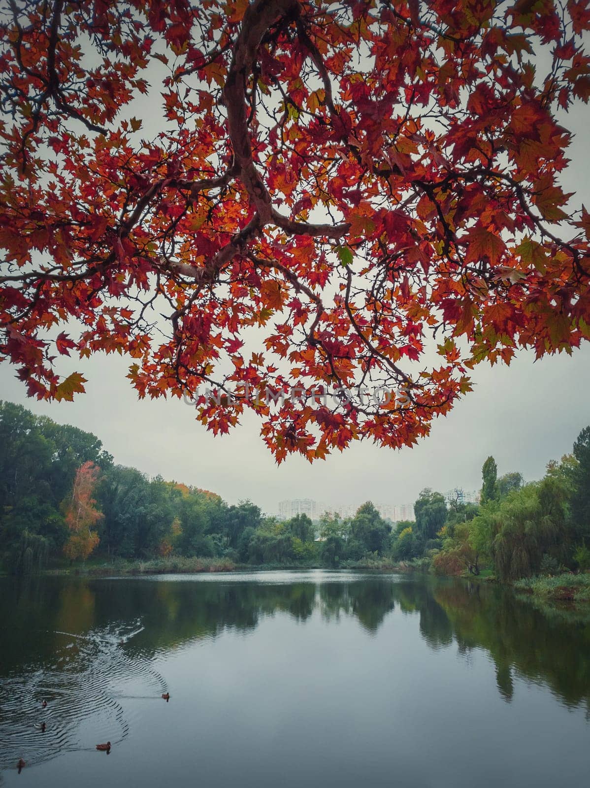 Red maple tree leaves on the branches over the calm lake water. Moody autumn season natural background. Colorful foliage in the park in a cloudy fall day. Wild ducks on the pond.