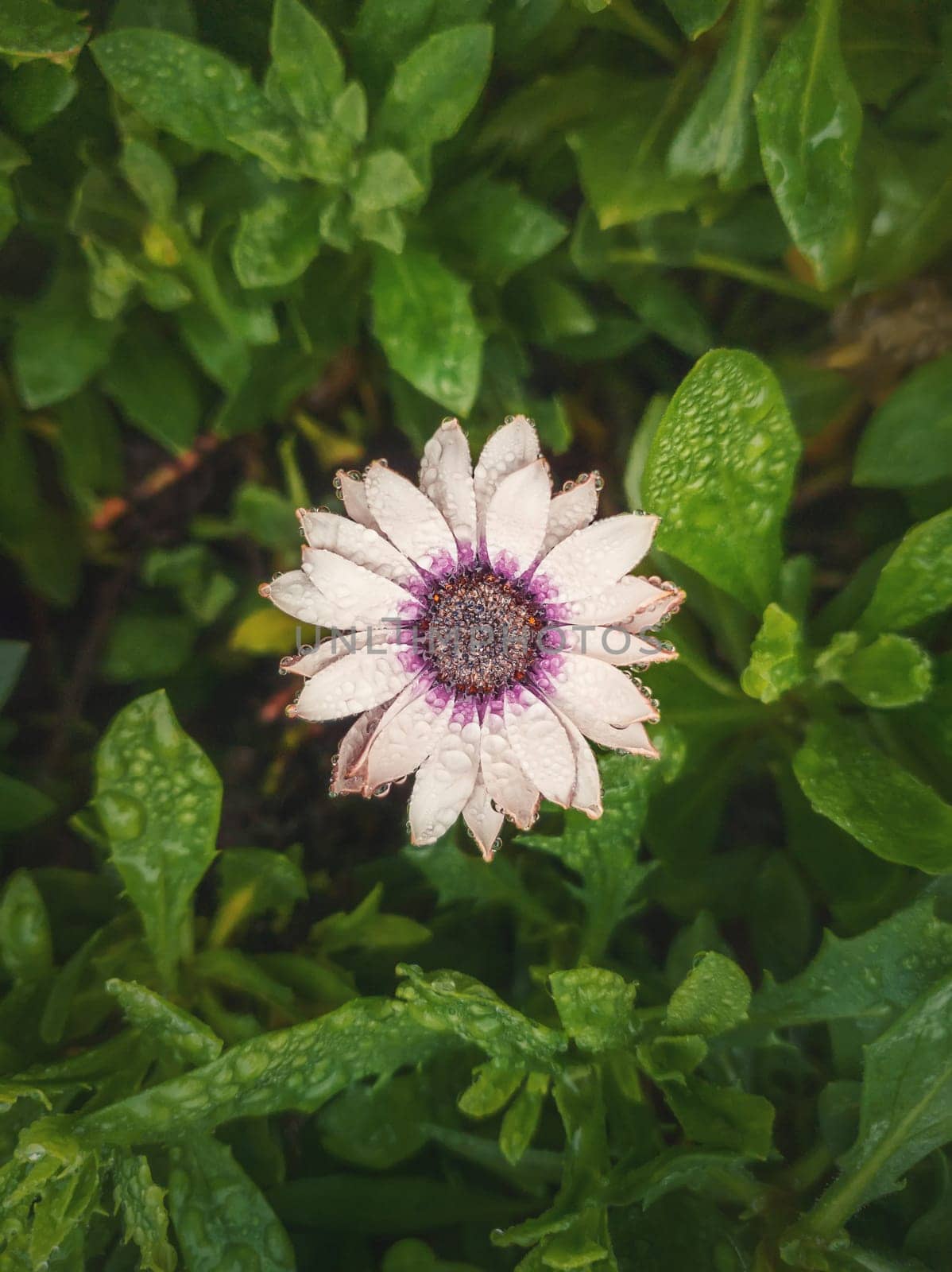 Close up of blooming white aster in the garden against natural vibrant green leaves background. Dew drops on the soft petals after rain. Beautiful autumn flower, natural blossoming.