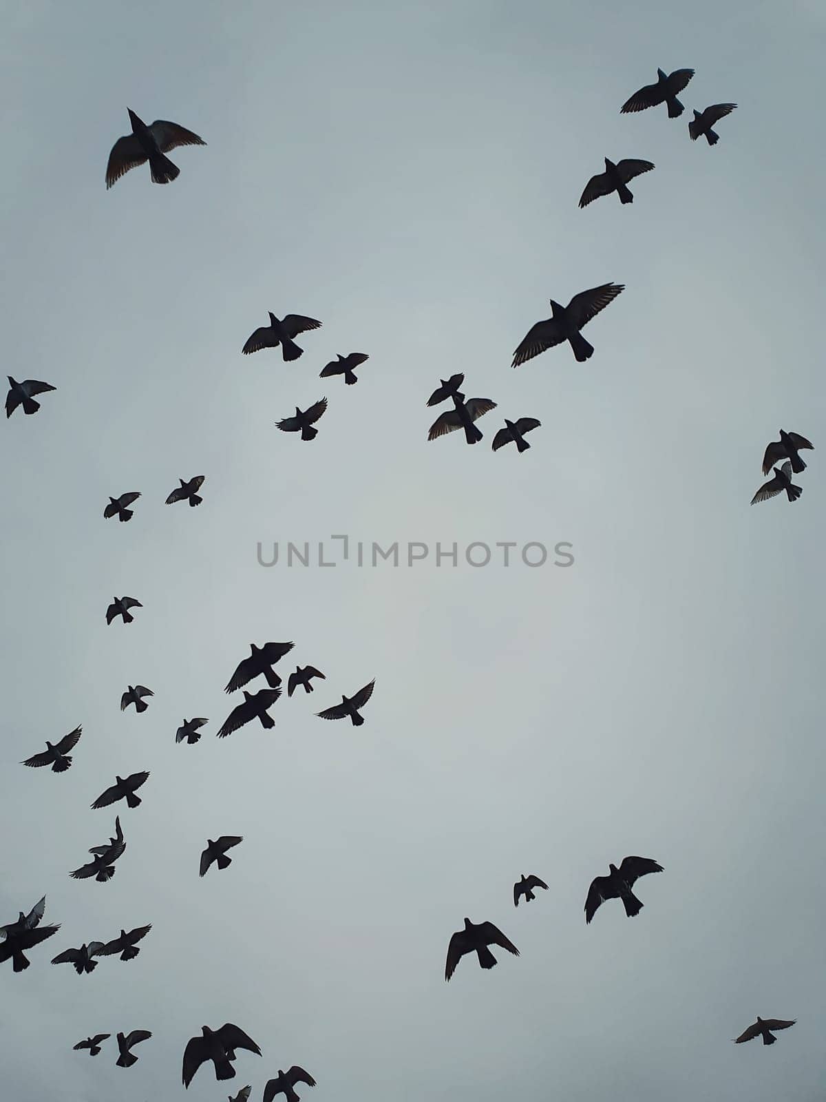 Flock of migratory birds flying over head against the cloudy autumn sky background. Birds silhouettes, nature wildlife. Fall season scene