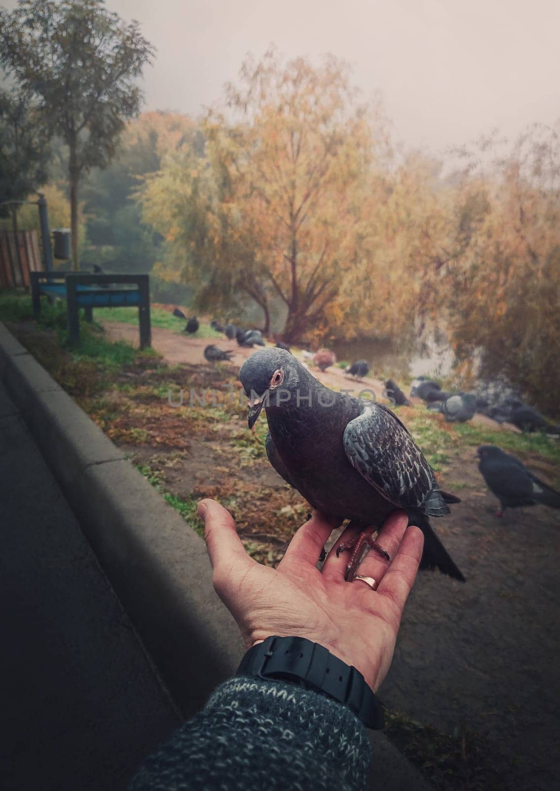 Close up male hand holding a single feral pigeon from a flock in the autumn park, feeding a courageous and hungry bird. Curious wild dove search for food. Peace and freedom symbol, vertical background
