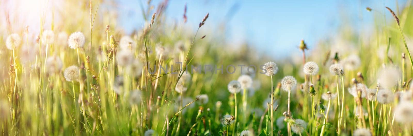 Field with yellow dandelions and blue sky