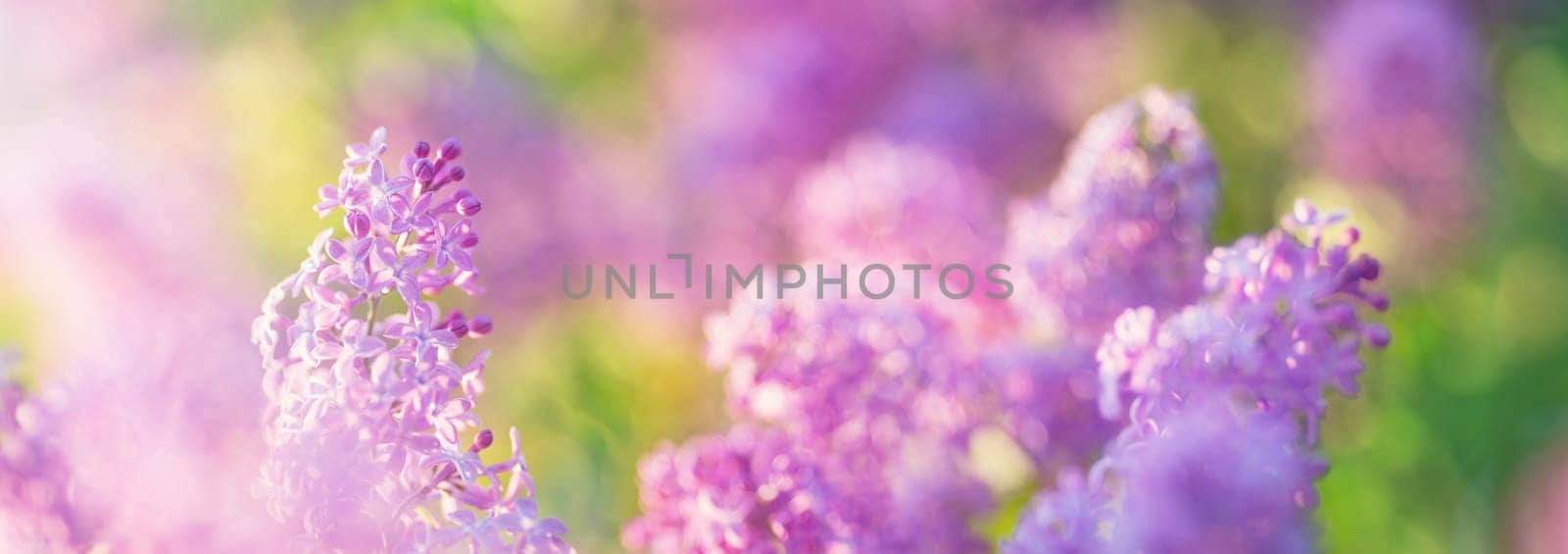 Lilac flowers blooming outdoors. Spring blossom background on sunny day
