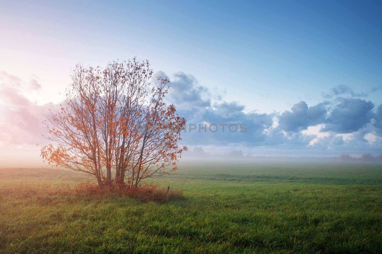 tree foliage in morning light with sunlight. Sunrise on the field