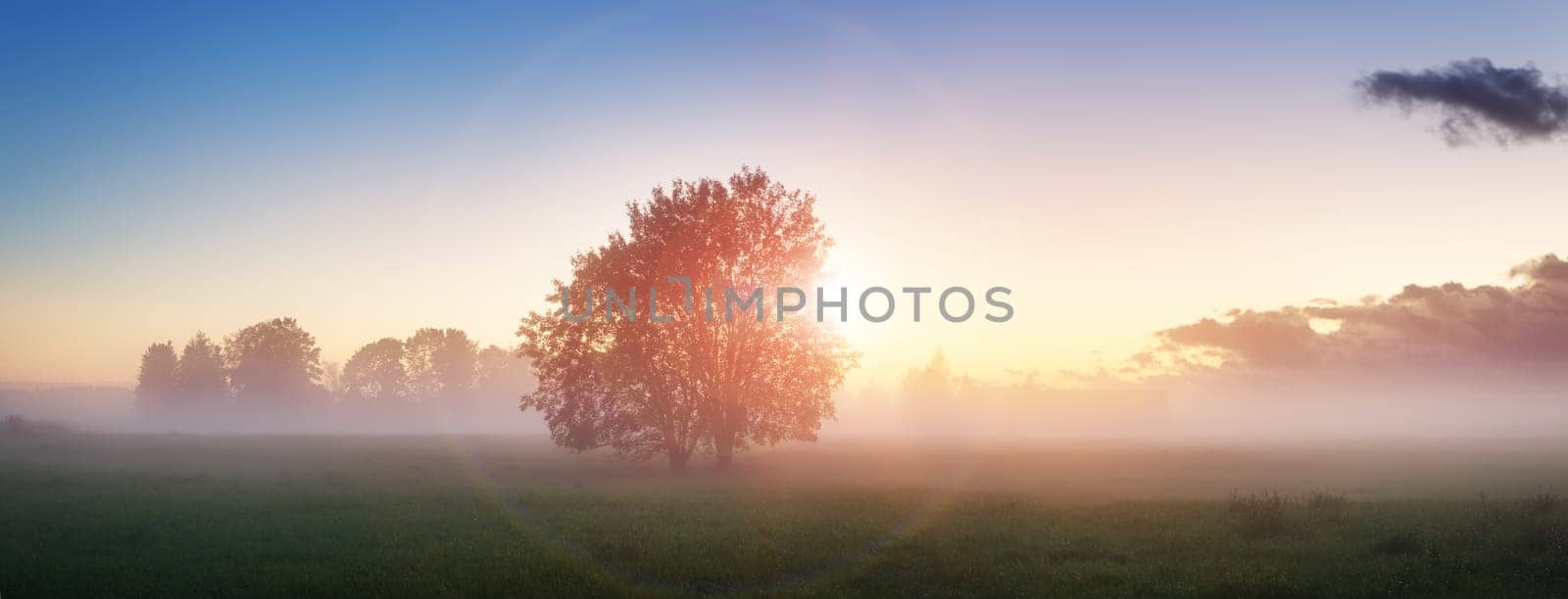 tree foliage in morning light with sunlight. Sunrise on the field