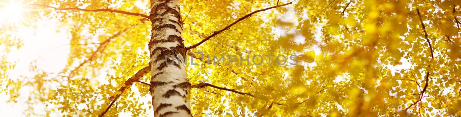 trees with multicolored leaves on the grass in the park. birch foliage in sunny autumn. Sunlight in early morning in forest