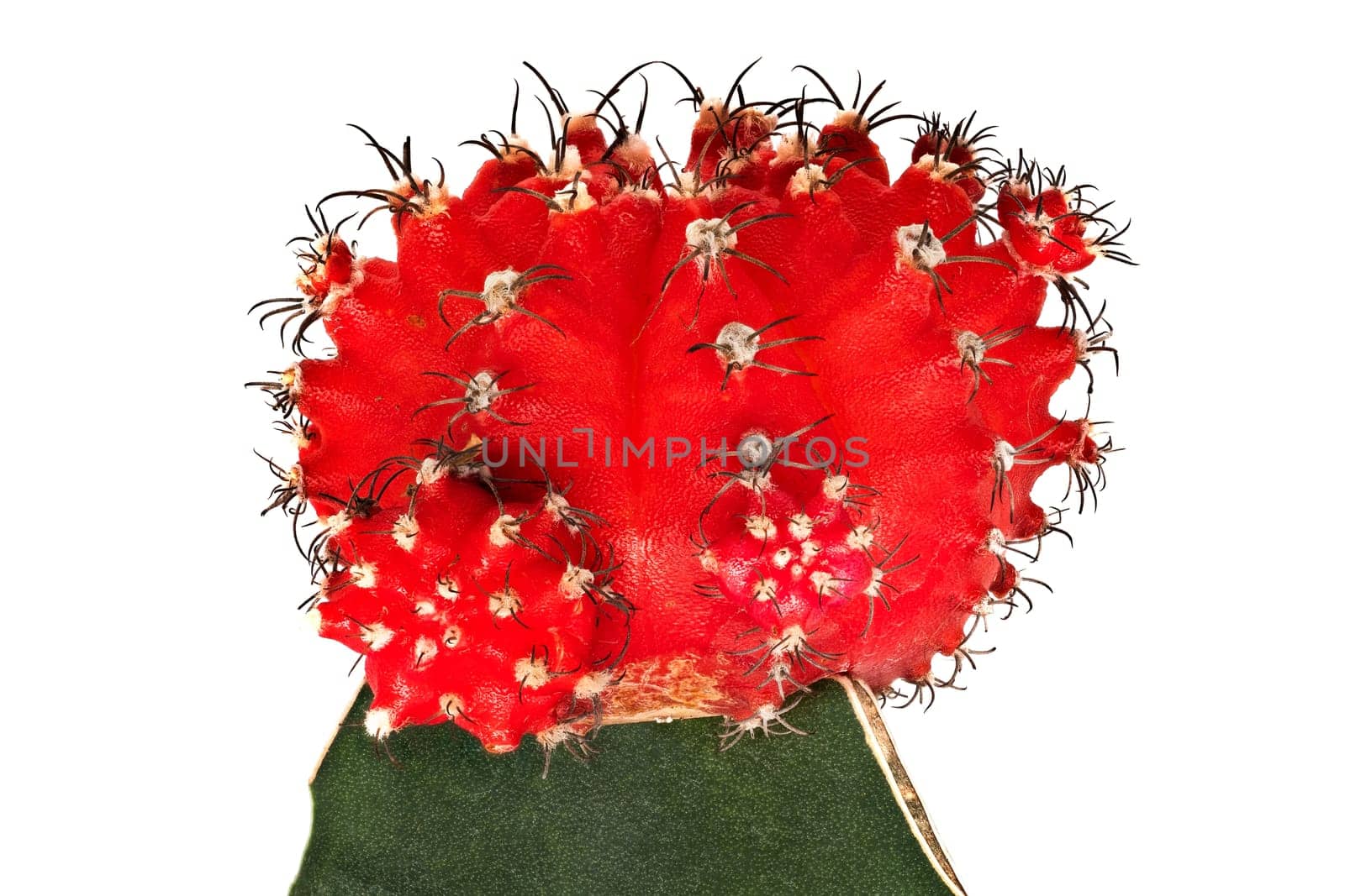 Cactus, close up of thorny red plant on white background