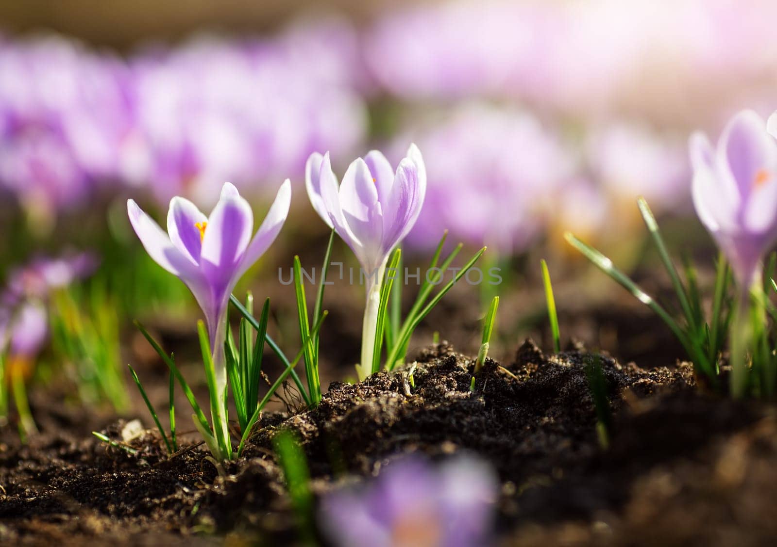 Panoramic view to spring flowers in the park. Crocus blossom on beautiful morning with sunlight in the forest in april