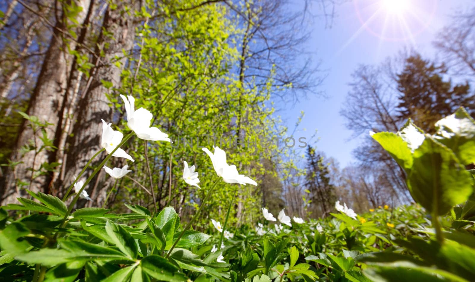 Wood with lots of white spring flowers in sunny day. Forest in springtime in wild nature with fresh new foliage