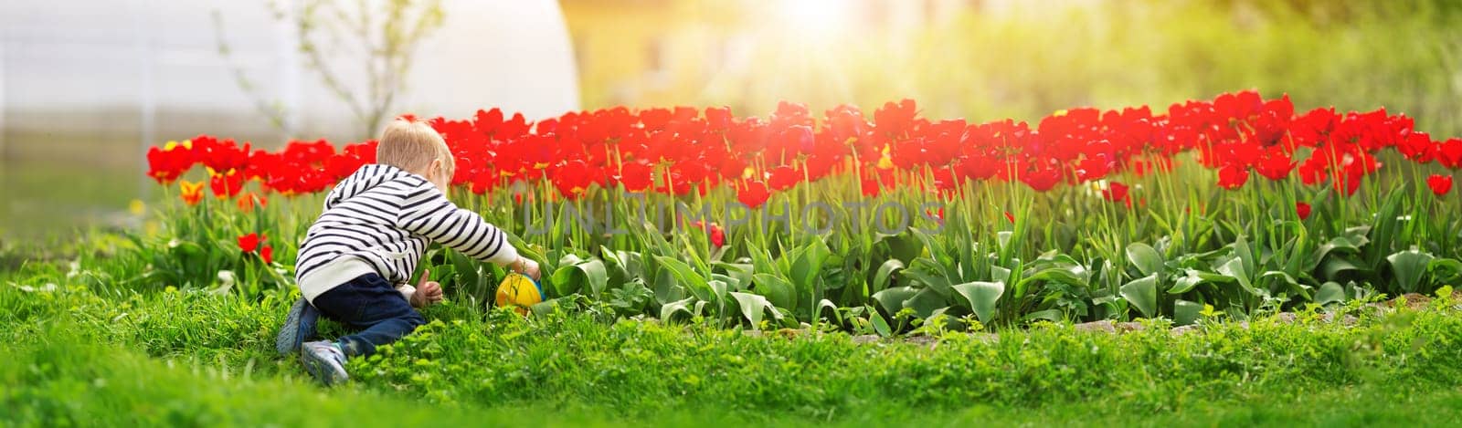 Little child walking near tulips on the flower bed in beautiful spring day. Boy outdoors in park with watering can. Kid helping in the garden
