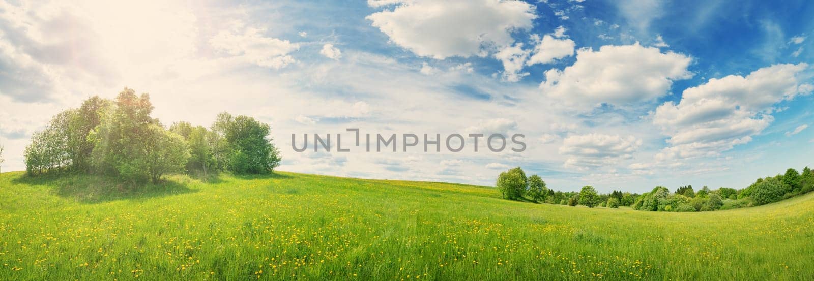 Green field with white and yellow dandelions outdoors in nature in summer. Meadow with beautiful flowers in spring. Fluffy clouds on blue sky and floral background