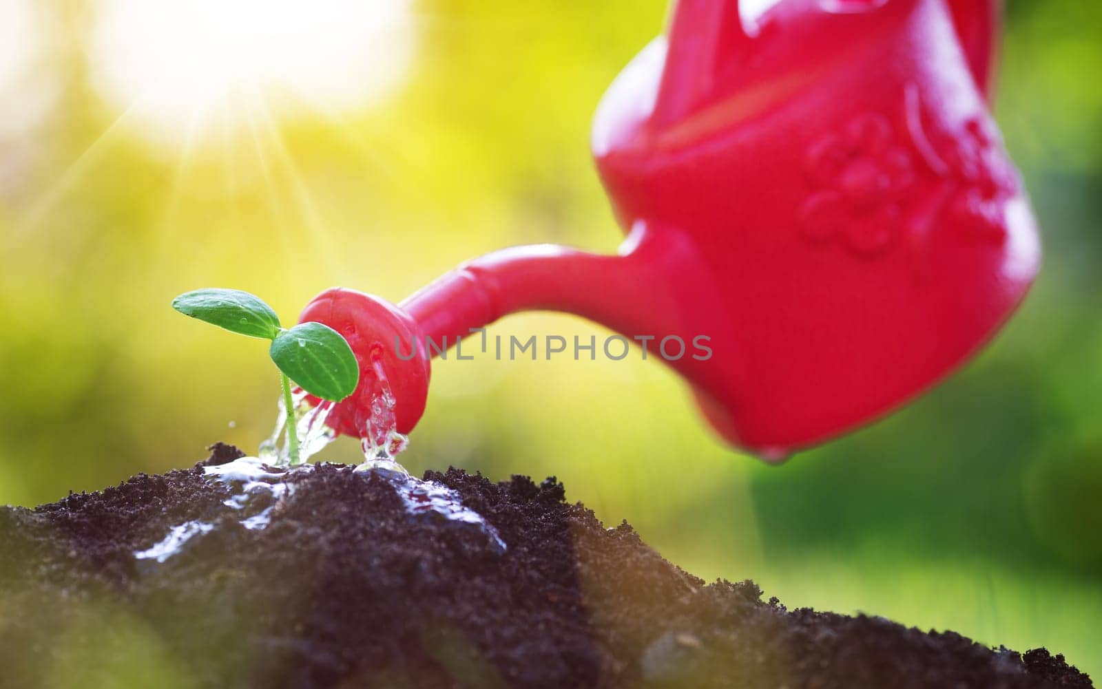 seedling watering in the soil. Water drops falling onto new sprout on sunny day in the garden in summer
