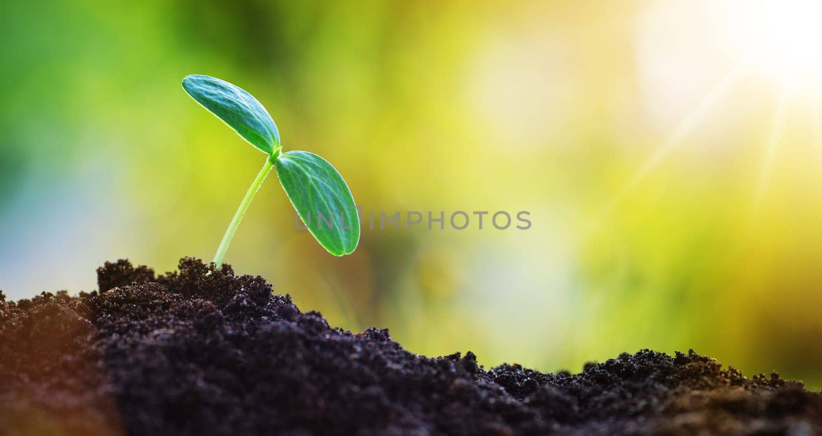 Seedlings in the soil. new sprouts on sunny day in the garden in summer
