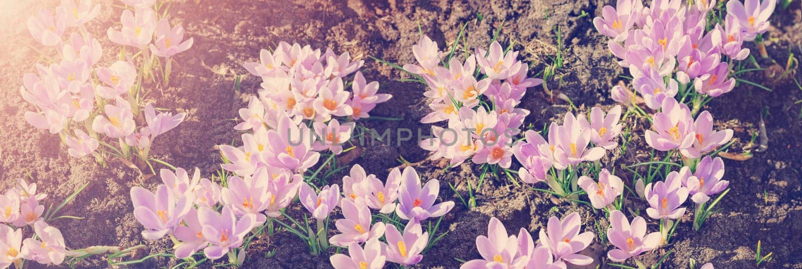 Panoramic view to spring flowers in the park. Crocus blossom on beautiful morning with sunlight in the forest in april