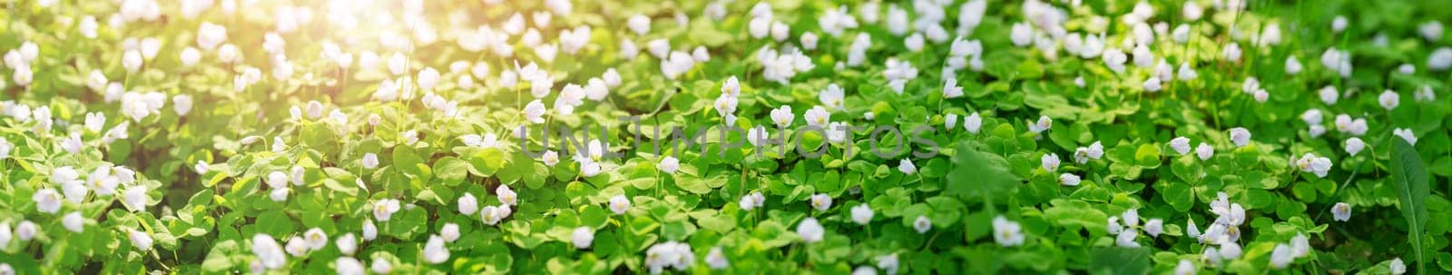 Wood with lots of white spring Oxalis flowers in sunny day. Forest in springtime in wild nature with fresh new foliage