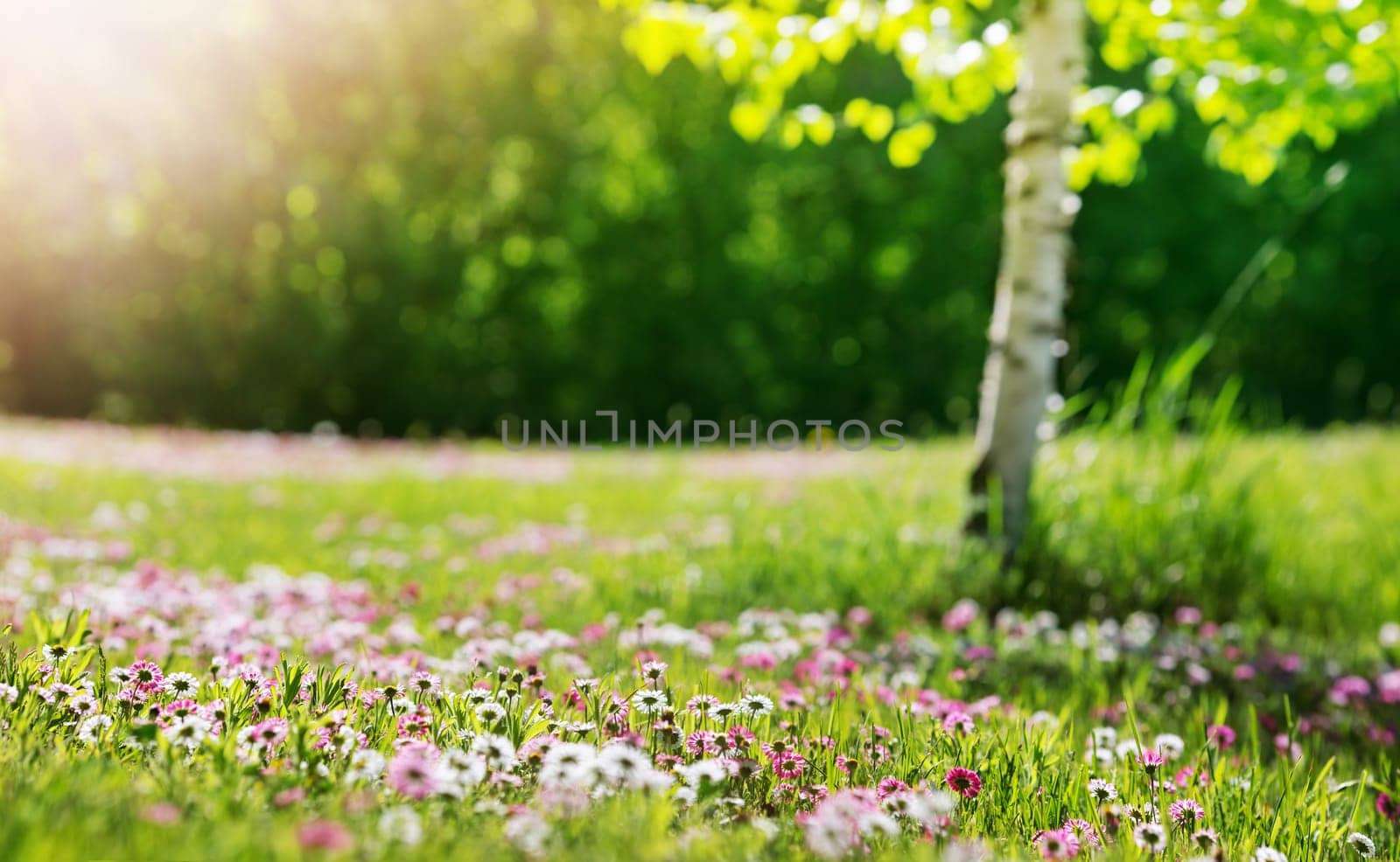 Meadow with lots of white and pink spring daisy flowers in sunny day. Nature landscape in estonia in early summer