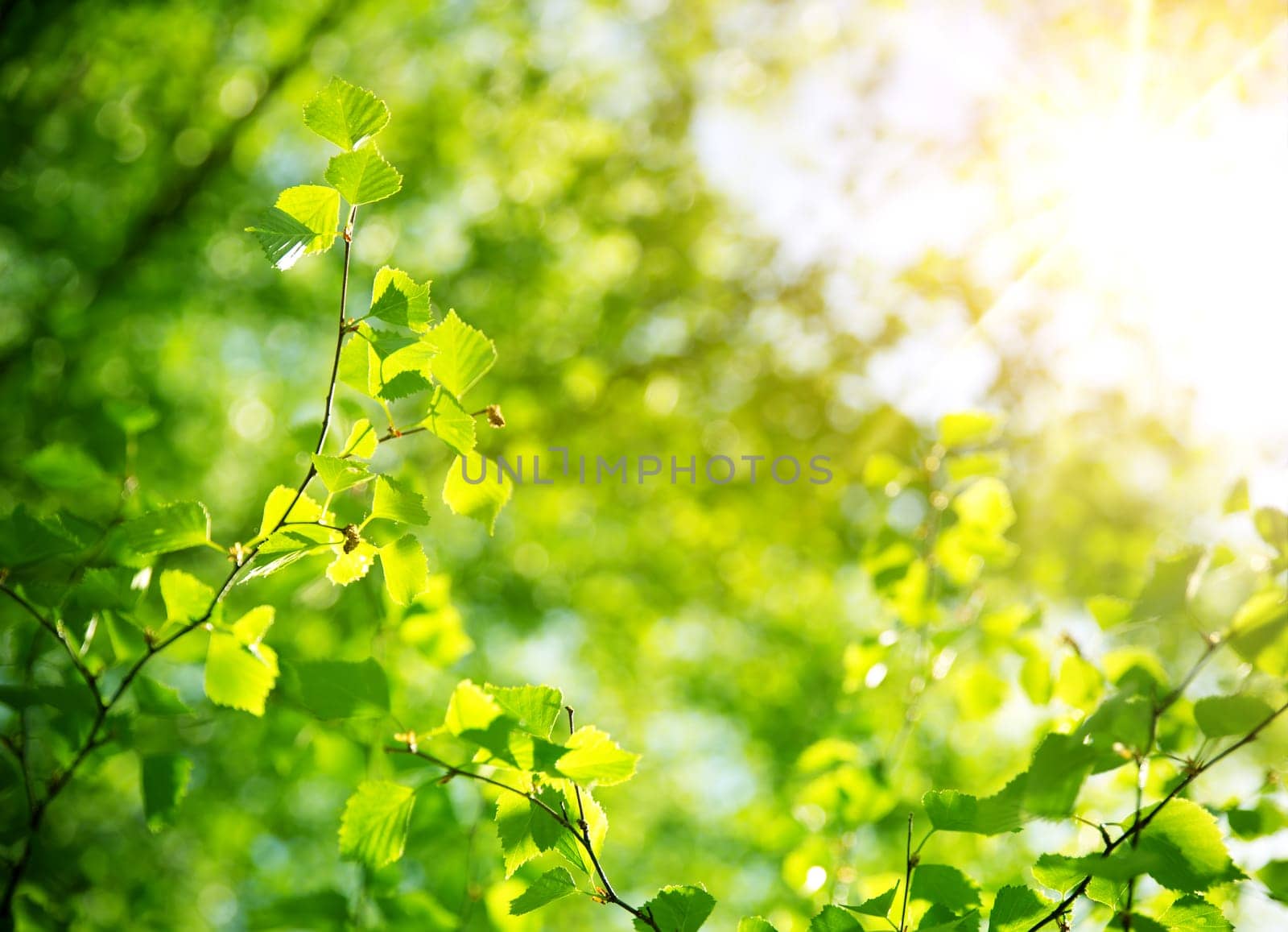 New birch leaves on green spring background. Fresh foliage in the forest in nature with beautiful sunlight