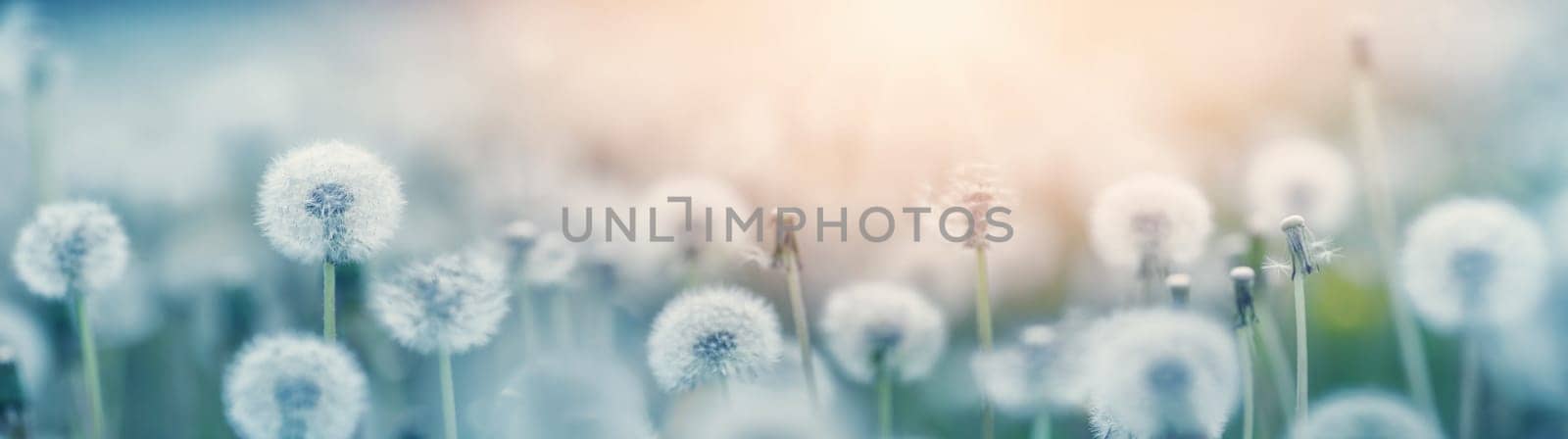 Green field with white and yellow dandelions outdoors in nature in summer. Meadow with beautiful flowers in spring. Fluffy blowballs on floral background
