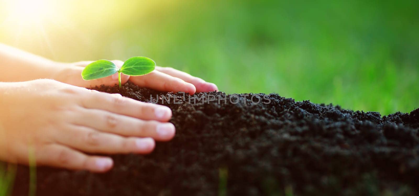Hands of a child taking care of a seedling in the soil. New sprout on sunny day in the garden in summer