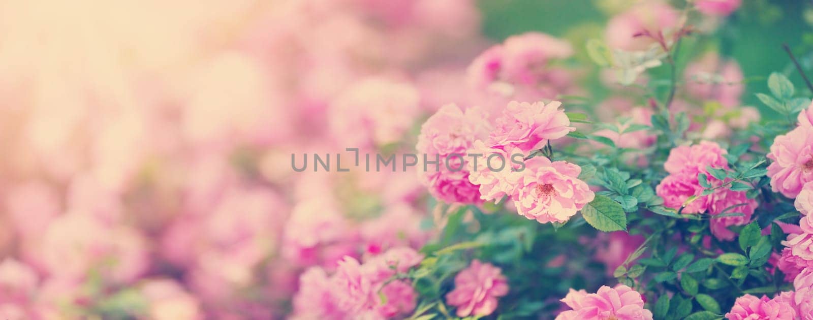 Rose flowers blooming outdoors. Spring blossom background on sunny day