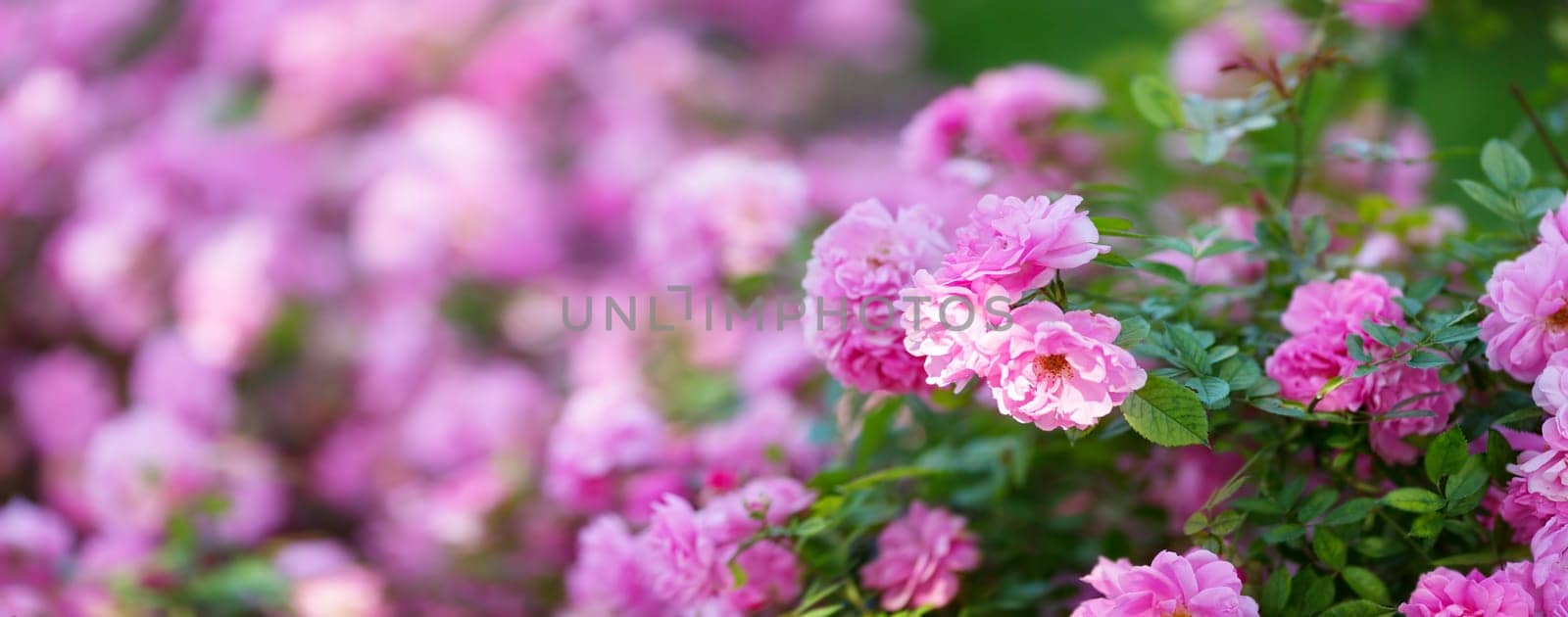 Rose flowers blooming outdoors. Spring blossom background on sunny day