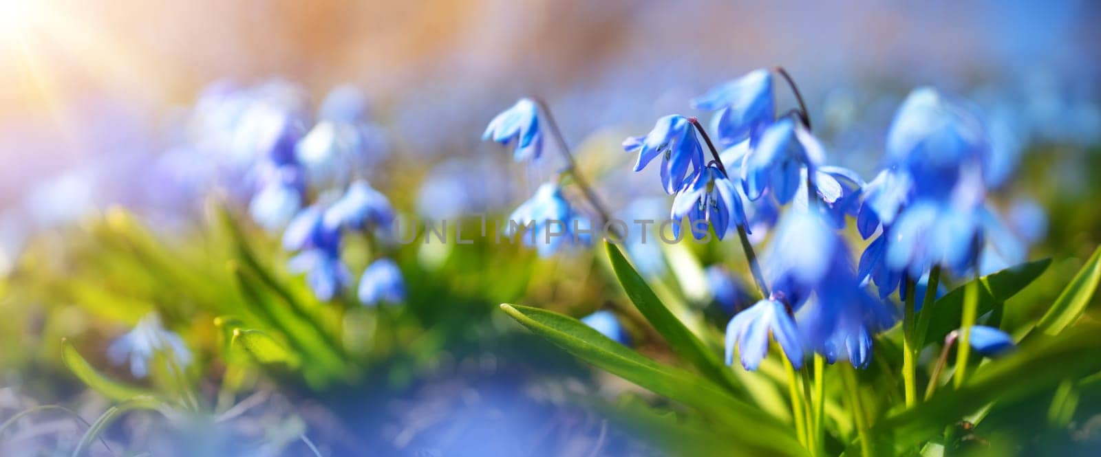 Panoramic view to spring flowers in the park. Scilla blossom on beautiful morning with sunlight in the forest in april
