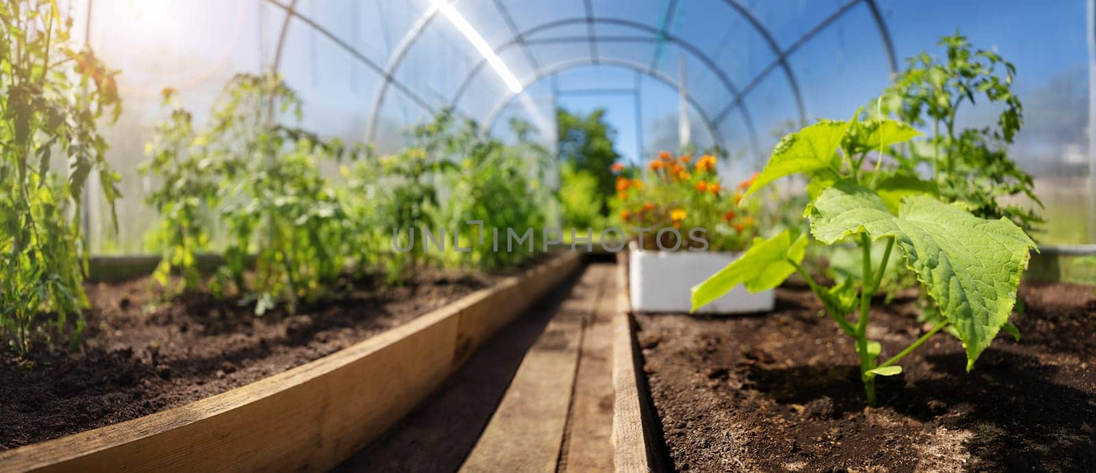 tomato and cucumber seedlings growing in the soil at greenhouse