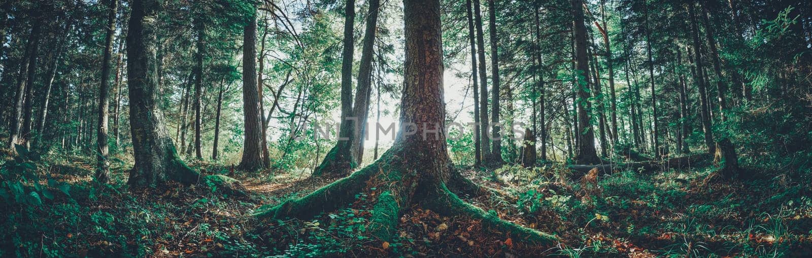 Lahemaa national park forest in september. Fir tree woods in early morning with beautiful sunlight