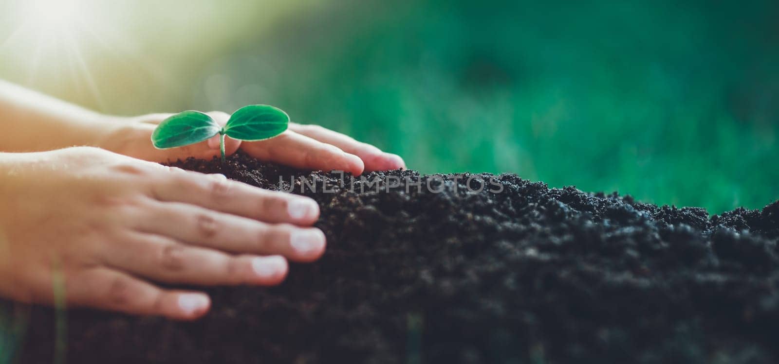 Hands of a child taking care of a seedling in the soil. New sprout on sunny day in the garden in summer