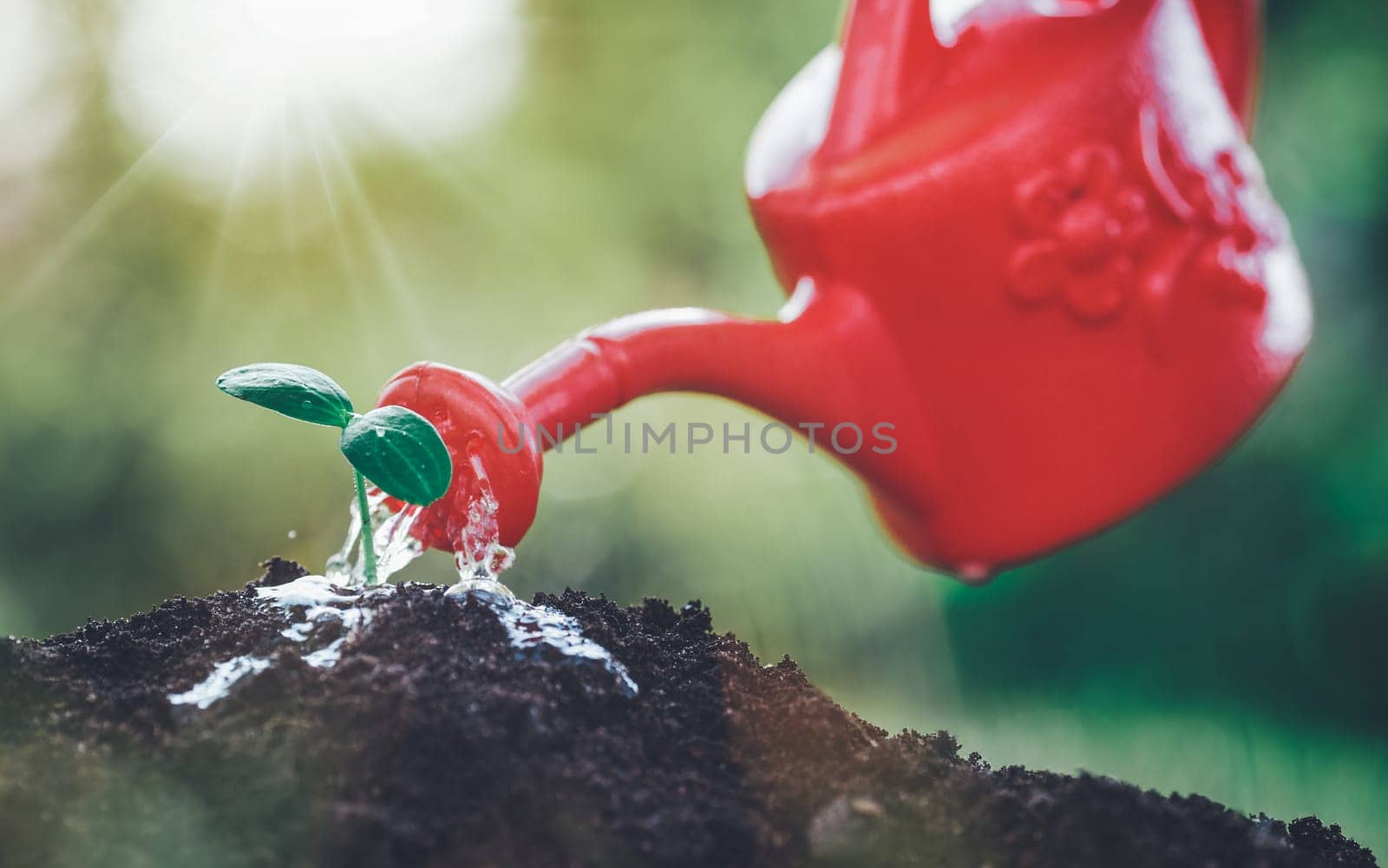 seedling watering in the soil. Water drops falling onto new sprout on sunny day in the garden in summer