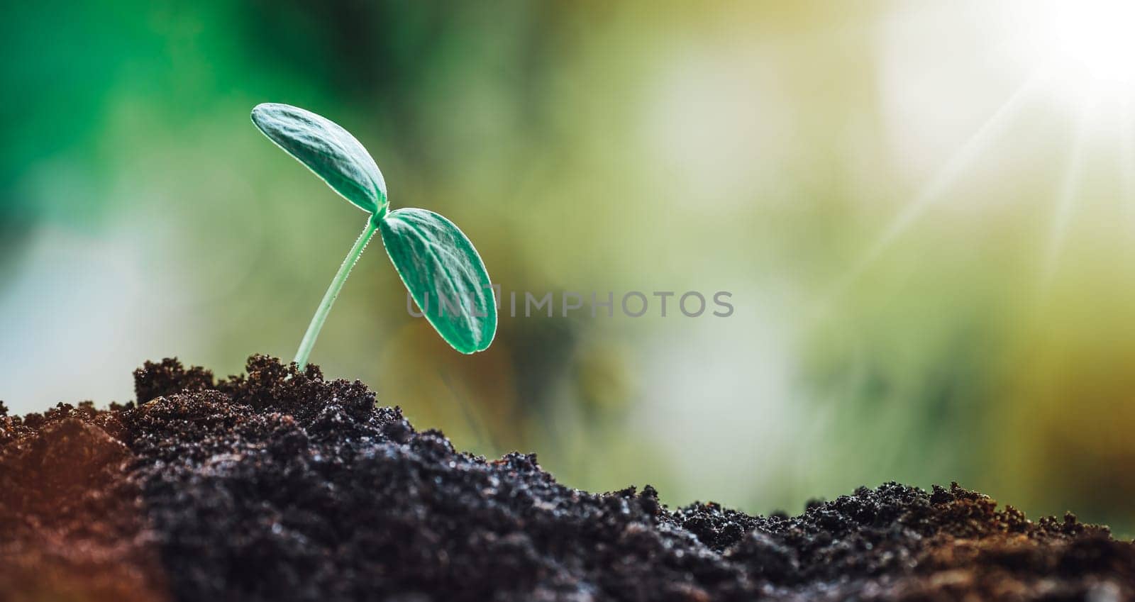 Seedlings in the soil. new sprouts on sunny day in the garden in summer