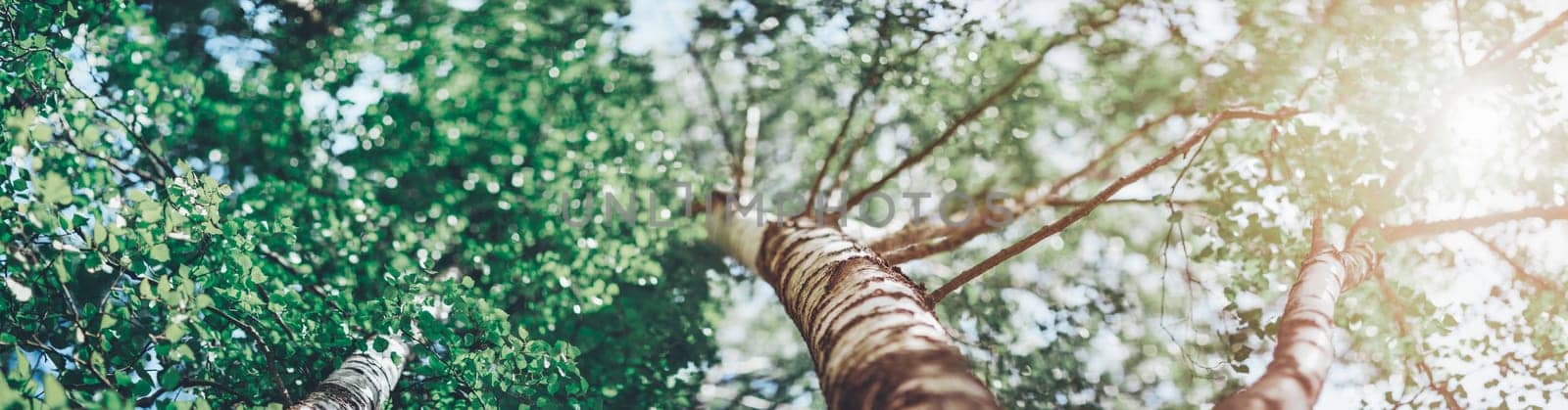 New birch leaves on green spring background. Fresh foliage in the forest in nature with beautiful sunlight