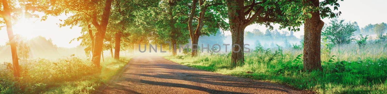 Asphalt road on early summer morning with beautiful haze and sunbeams. Sunrise at alley with trees and fog.