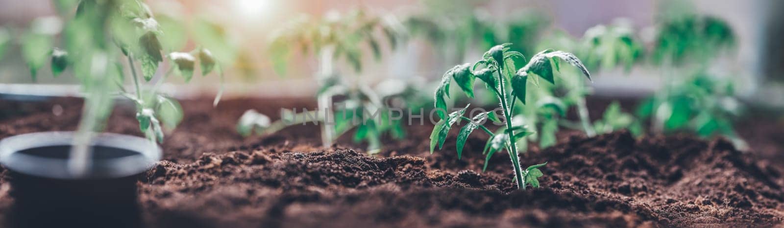 young tomato seedlings growing in the soil at greenhouse