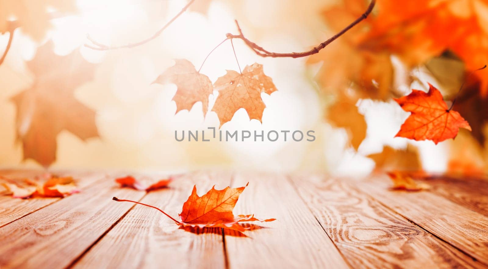 trees with multicolored leaves on the grass in the park. Maple foliage in sunny autumn. Sunlight in early morning in forest