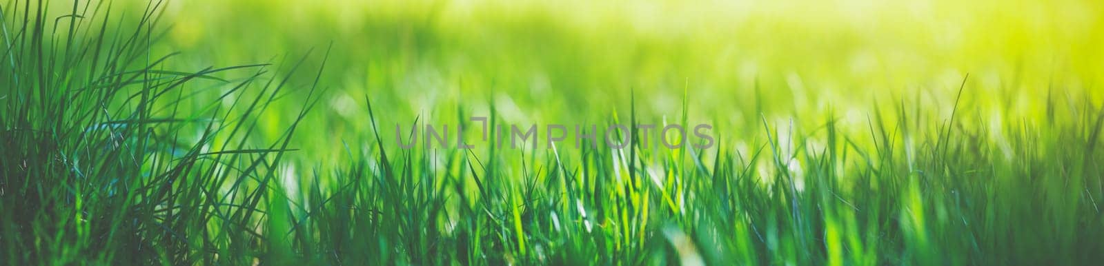 Fresh green grass background in sunny summer day