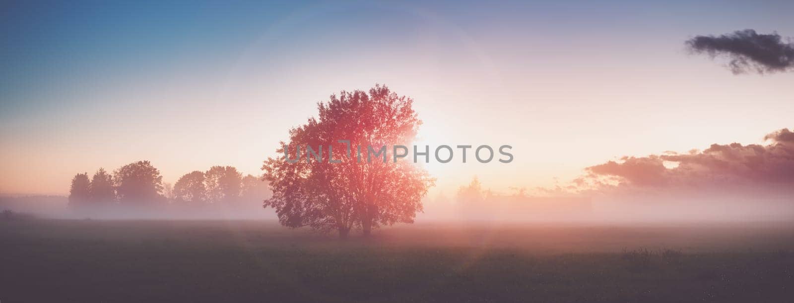 tree foliage in morning light with sunlight. Sunrise on the field