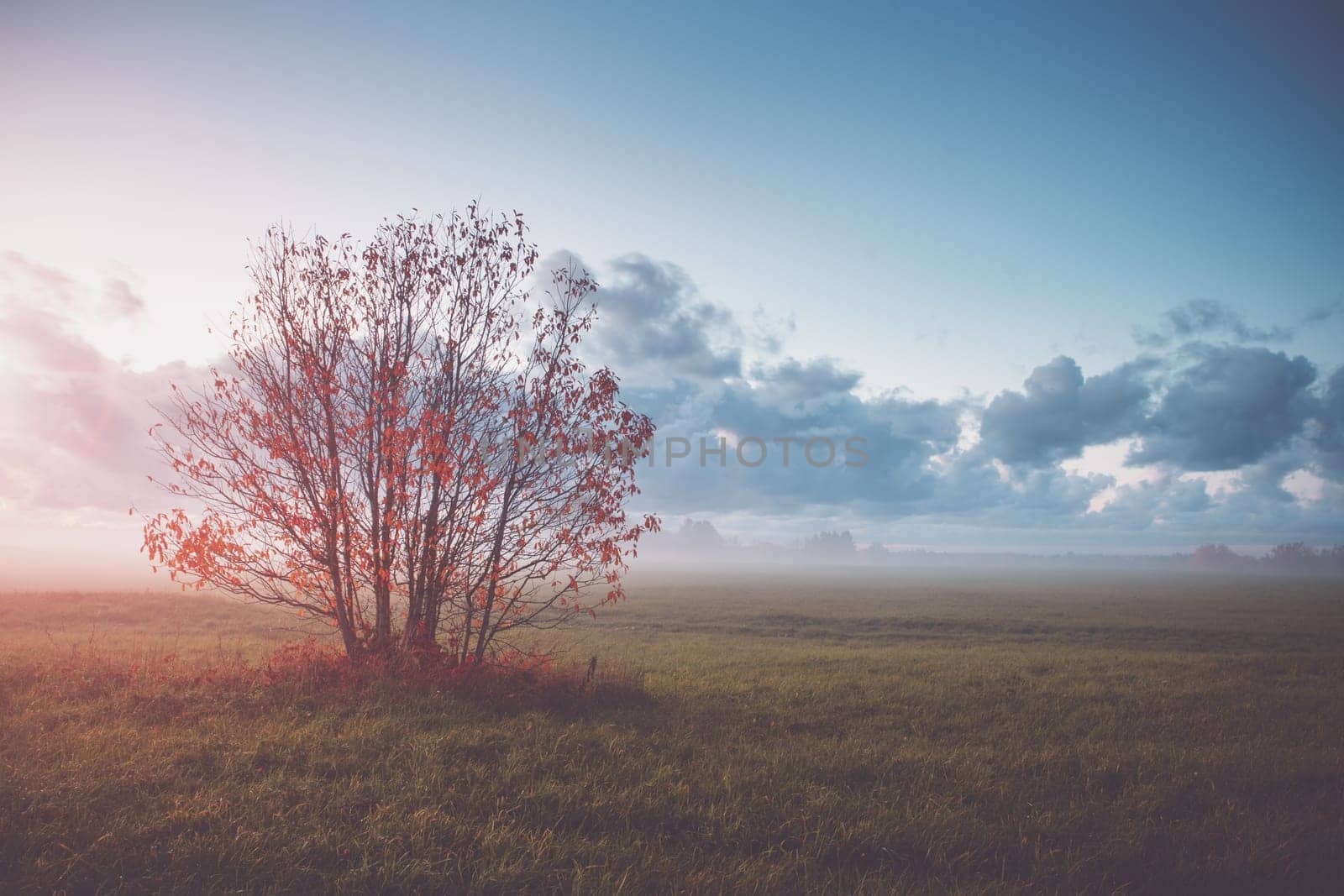 tree foliage in morning light with sunlight. Sunrise on the field