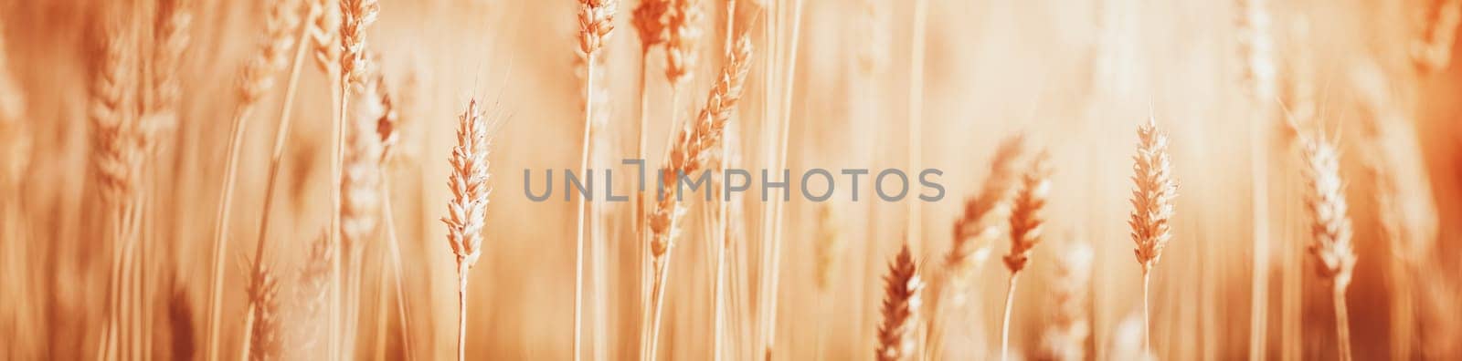wheat crops on the field at cloudy day