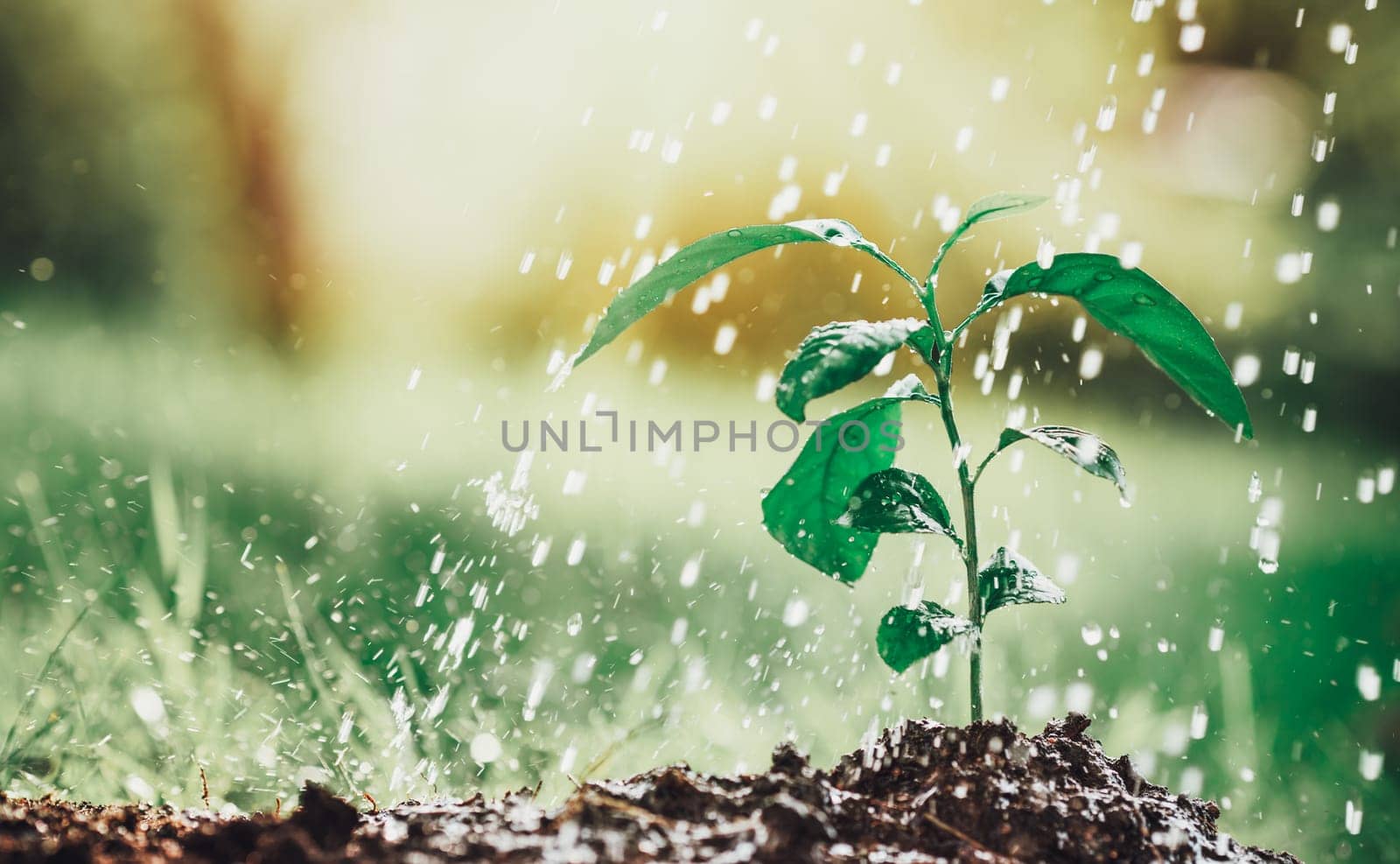 seedling watering in the soil. Water drops falling onto new sprout on sunny day in the garden in summer