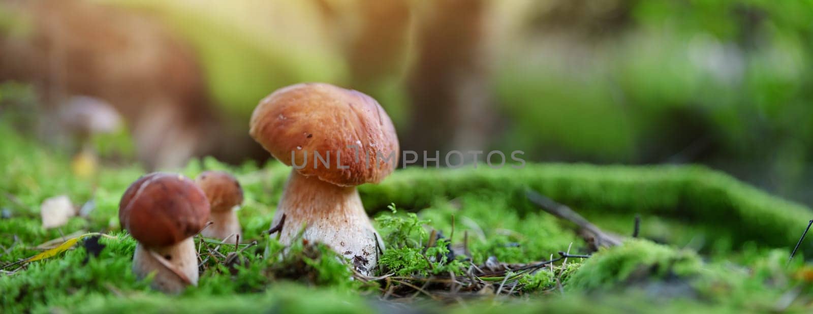 Wild Mushrooms outdoors in the forest in autumn. Boletus in moss in nature
