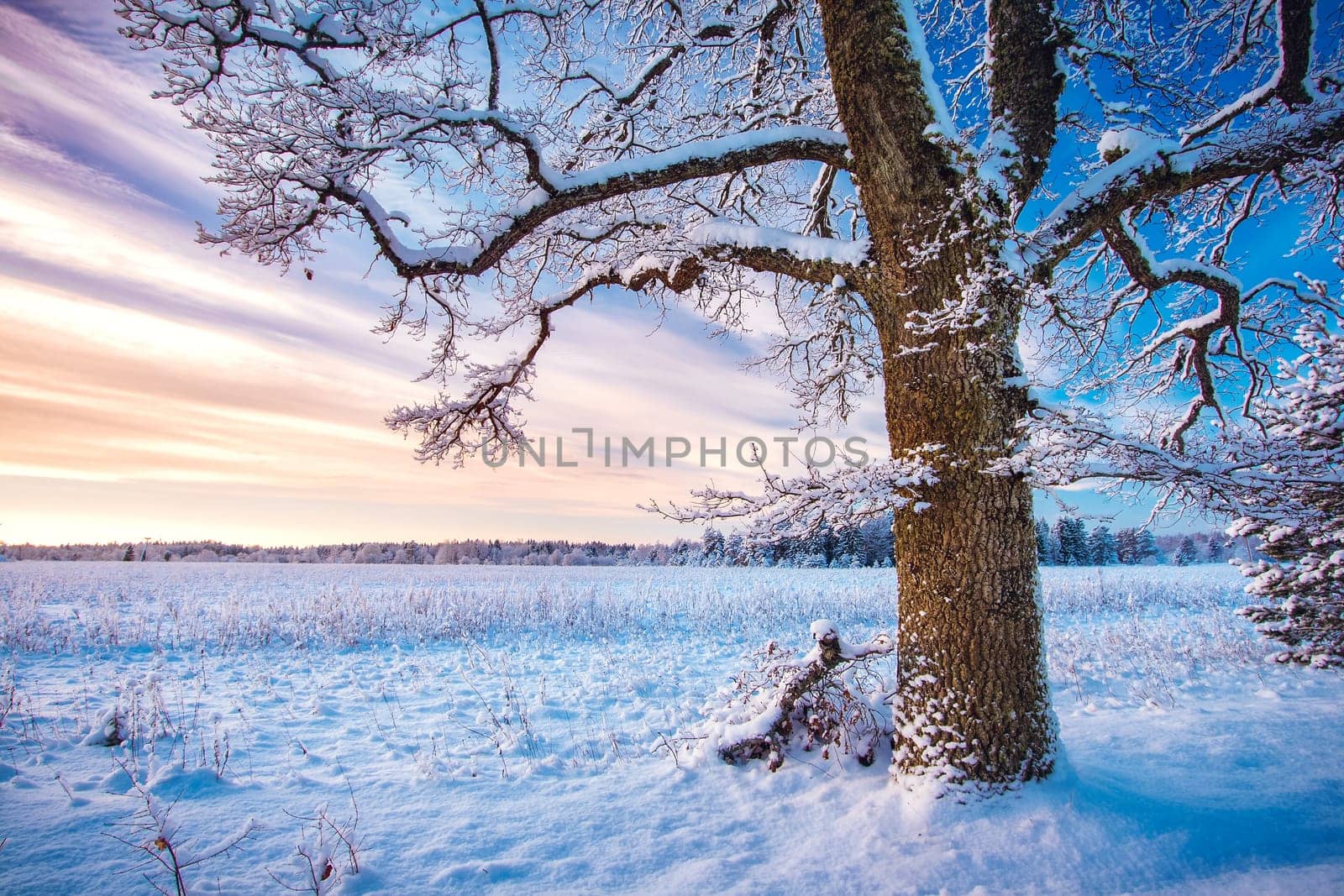 Beautiful tree covered with snow in winter landscape in late evening