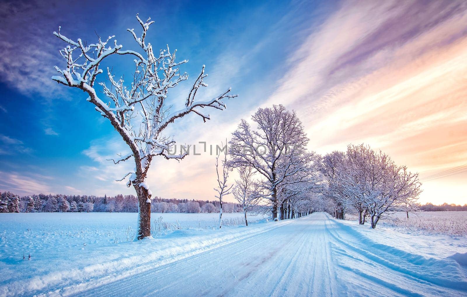 snowy alley in cold winter morning at countryside. Road covered with snow