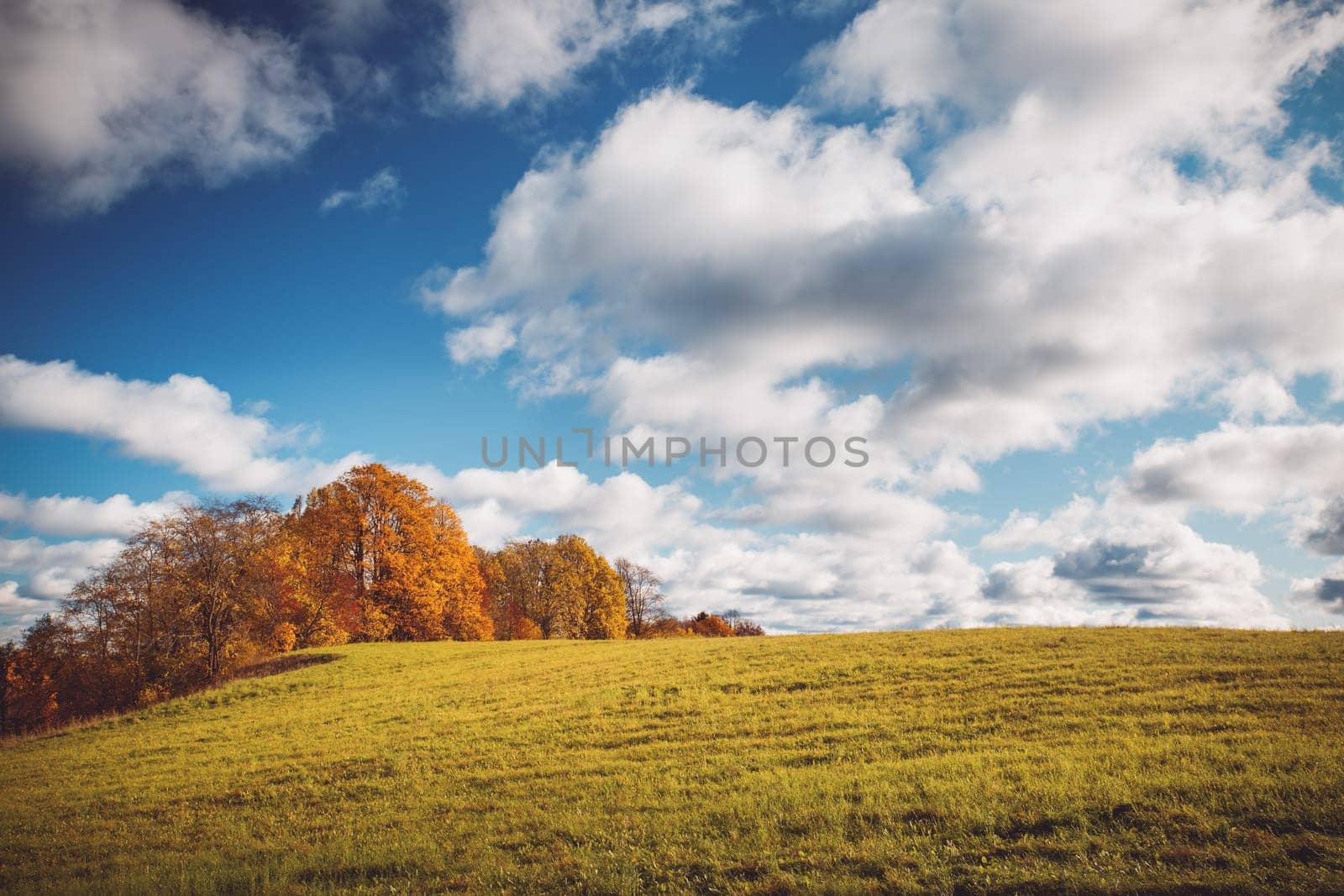trees with multicolored leaves on the field