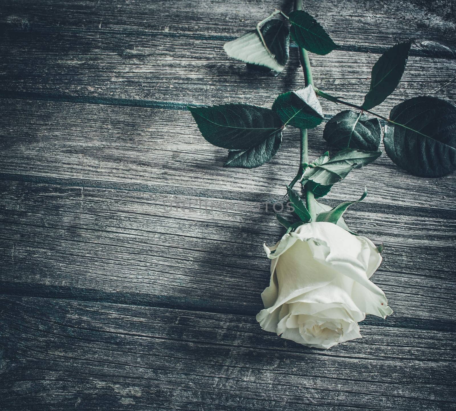 fresh withe rose on old rustic wooden background